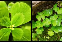 株式会社クローバー - 起業家スタイル｜起業家インタビューサイト